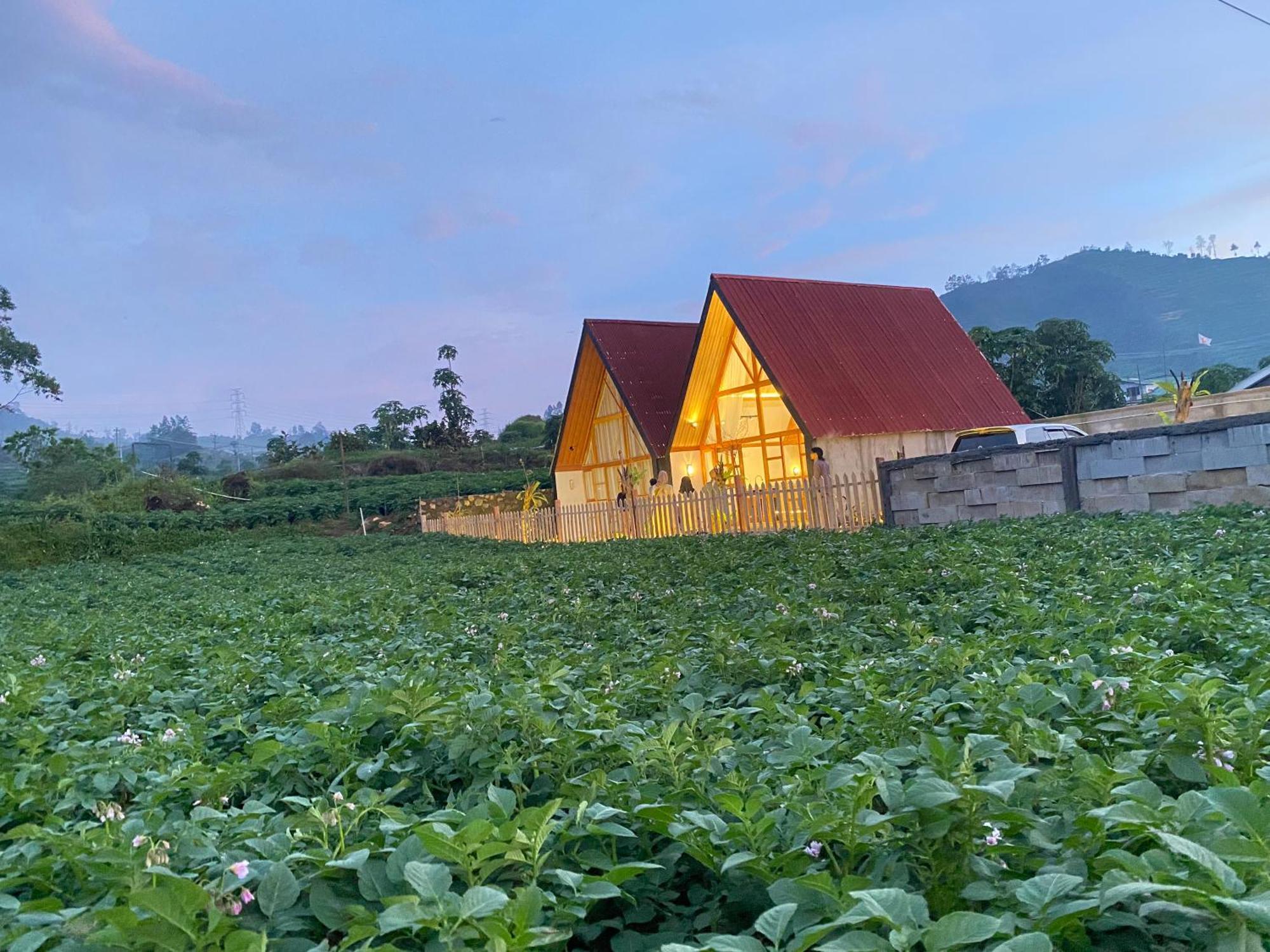 Martos Dieng Penginapan *